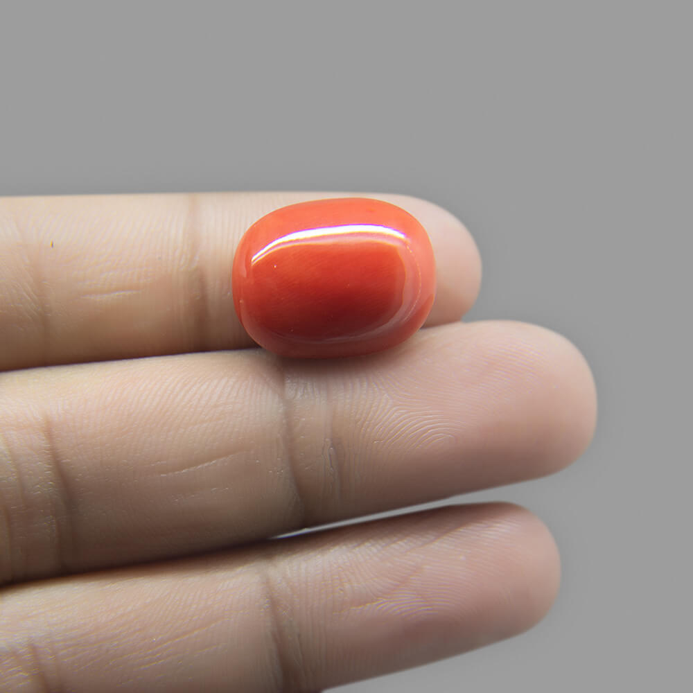 Red Coral (Moonga) Italian - 14.63 Carat (16.25 Ratti)