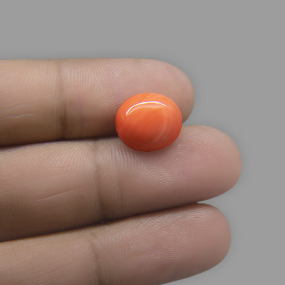 Red Coral (Moonga) Japanese - 6.60 Carat (7.30 Ratti)