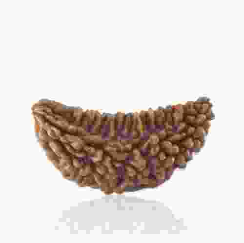 1 one mukhi Rudraksha price online