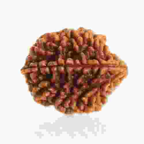 Natural 2 Mukhi Rudraksha Lab Certified