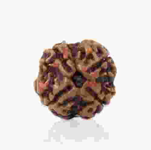 Natural 4 Mukhi Rudraksha Lab Certified