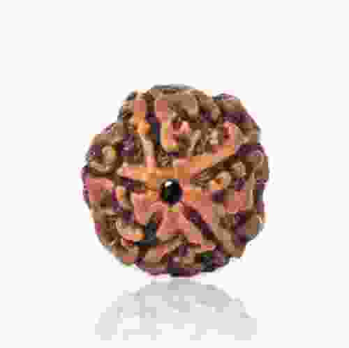 Natural 5 Mukhi Rudraksha Lab Certified