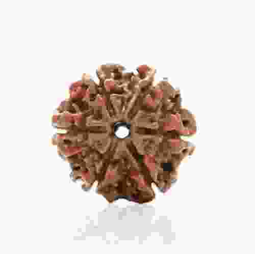 Natural 6 Mukhi Rudraksha Lab Certified