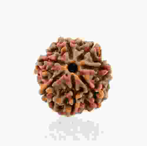 Natural 7 Mukhi Rudraksha Lab Certified