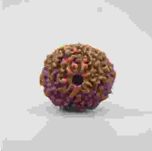 10 Mukhi Rudraksha Indonesian