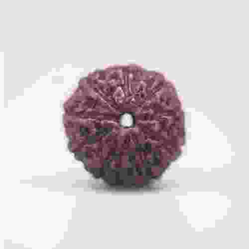 10 Mukhi Rudraksha Indonesian