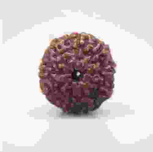 10 Mukhi Rudraksha Indonesian