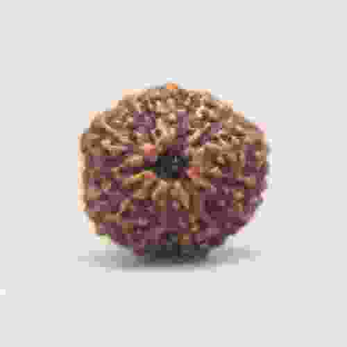 11 Mukhi Rudraksha Indonesian