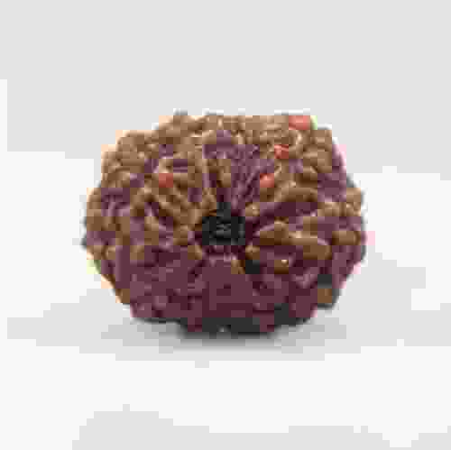 11 Mukhi Rudraksha Indonesian