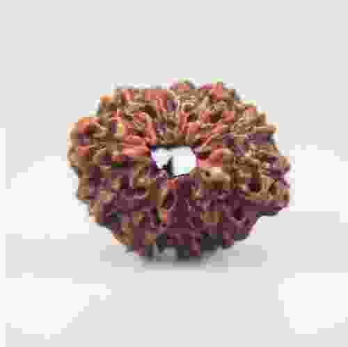 11 Mukhi Rudraksha Indonesian