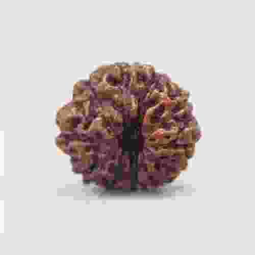 11 Mukhi Rudraksha Indonesian