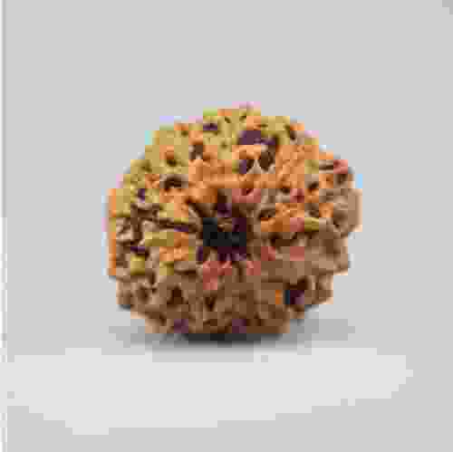 11 Mukhi Rudraksha Indonesian