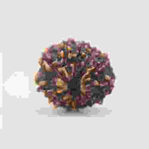 12 Mukhi Rudraksha Indonesian