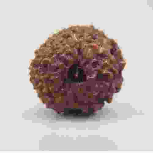 12 Mukhi Rudraksha Indonesian