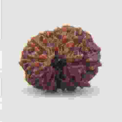 12 Mukhi Rudraksha Indonesian