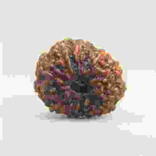 12 Mukhi Rudraksha Indonesian