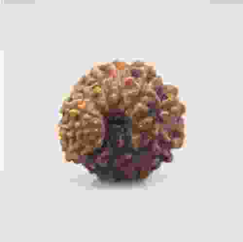 12 Mukhi Rudraksha Indonesian