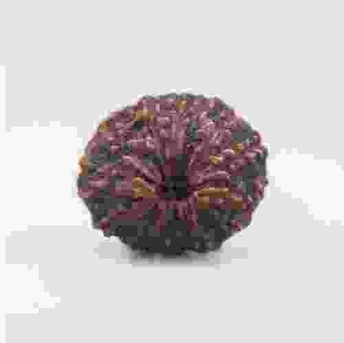 13 Mukhi Rudraksha Indonesian
