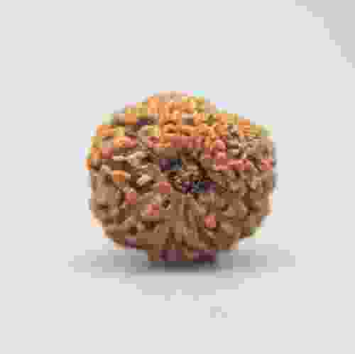 13 Mukhi Rudraksha Indonesian