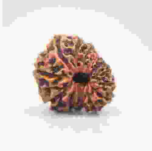13 Mukhi Rudraksha Indonesian