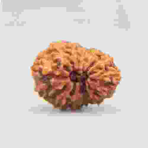 13 Mukhi Rudraksha Indonesian