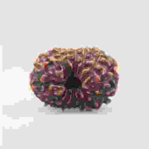 13 Mukhi Rudraksha Indonesian