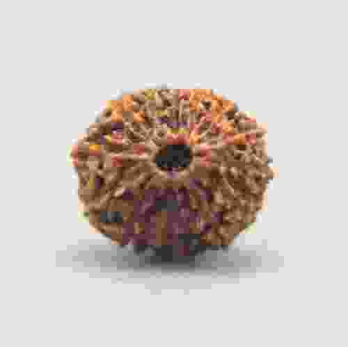 13 Mukhi Rudraksha Indonesian