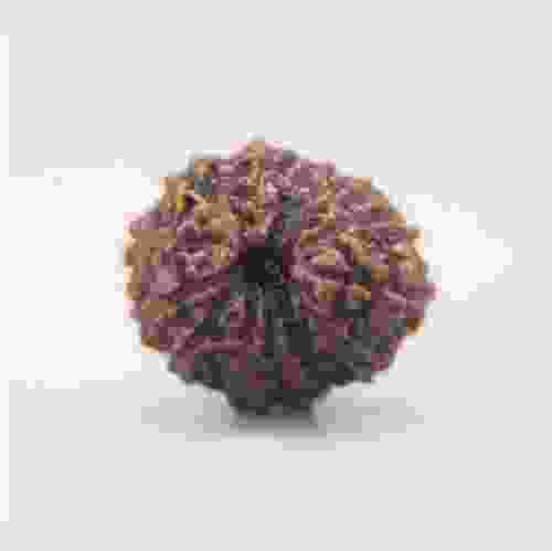 13 Mukhi Rudraksha Indonesian