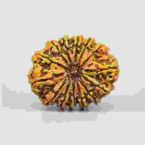 14 Mukhi Nepal Rudraksha