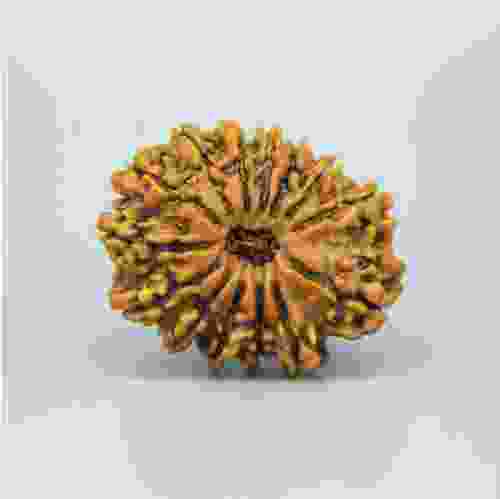 14 Mukhi Nepal Rudraksha
