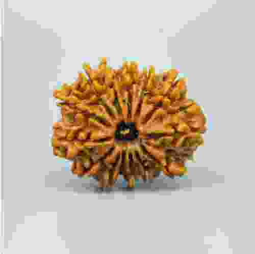 14 Mukhi Nepal Rudraksha