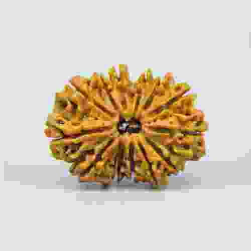 14 Mukhi Nepal Rudraksha