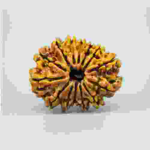 14 Mukhi Nepal Rudraksha