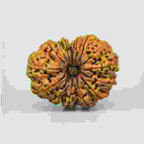 14 Mukhi Nepal Rudraksha