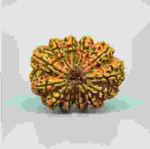 14 Mukhi Nepal Rudraksha