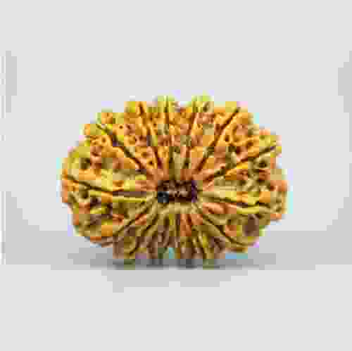 14 Mukhi Nepal Rudraksha