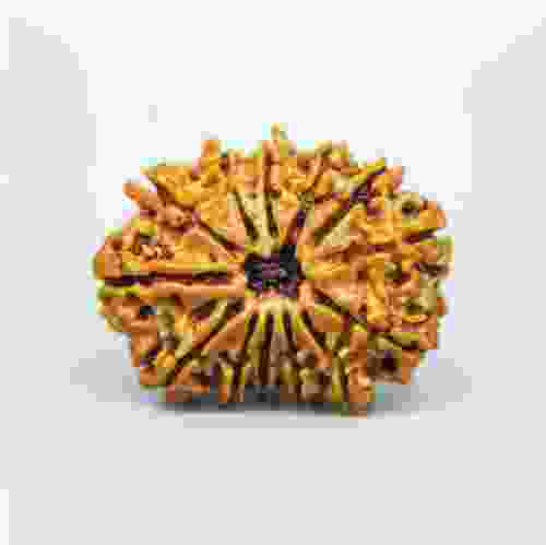 14 Mukhi Nepal Rudraksha