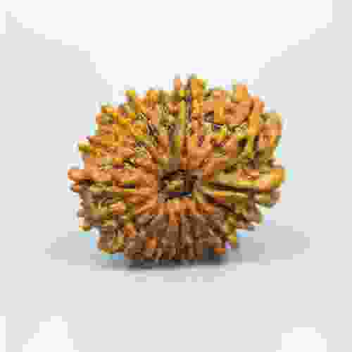 14 Mukhi Nepal Rudraksha