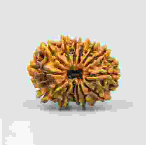 14 Mukhi Nepal Rudraksha