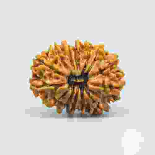 14 Mukhi Nepal Rudraksha