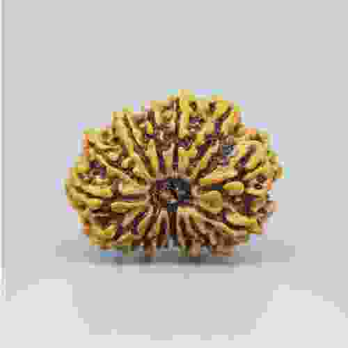 14 Mukhi Nepal Rudraksha