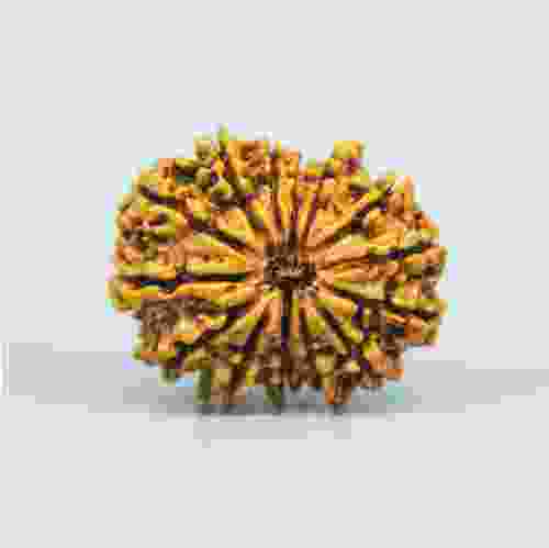 14 Mukhi Nepal Rudraksha