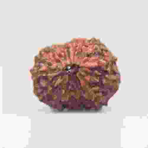 14 Mukhi Rudraksha Indonesian