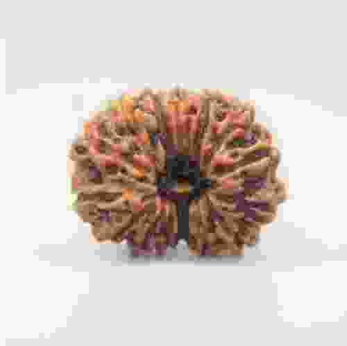 14 Mukhi Rudraksha Indonesian