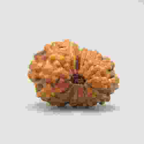 14 Mukhi Rudraksha Indonesian
