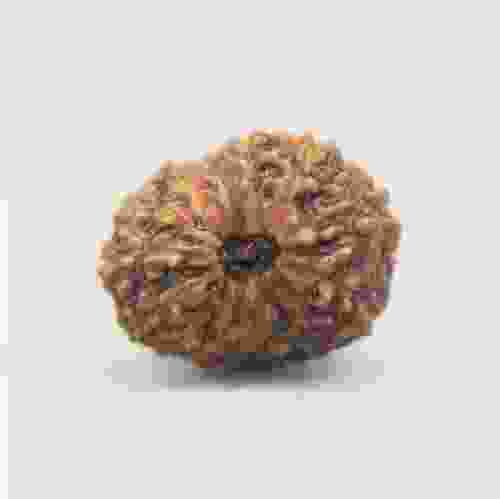 14 Mukhi Rudraksha Indonesian