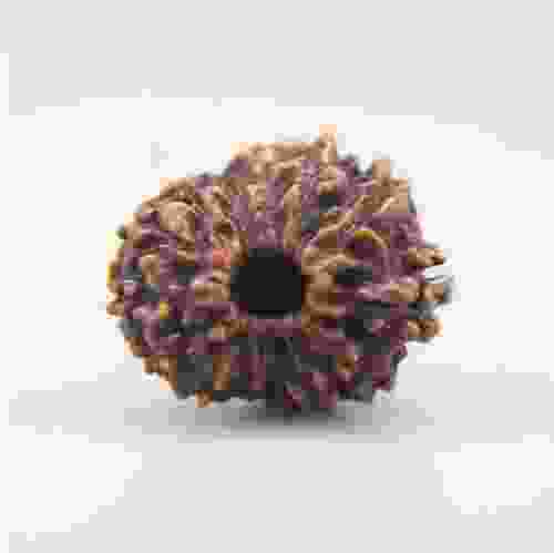 14 Mukhi Rudraksha Indonesian