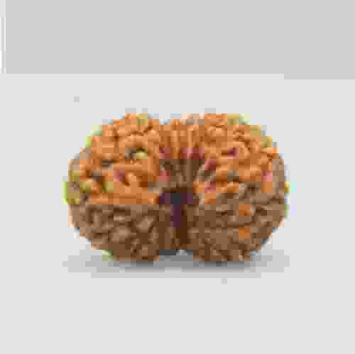 14 Mukhi Rudraksha Indonesian