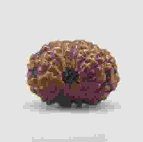 14 Mukhi Rudraksha Indonesian