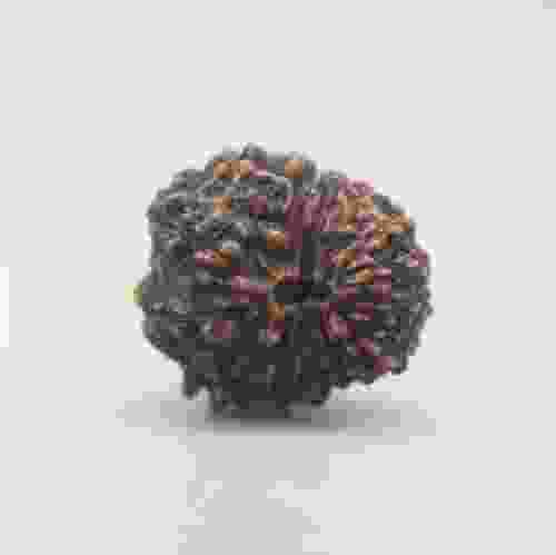 14 Mukhi Rudraksha Indonesian